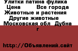 Улитки патина фулика › Цена ­ 10 - Все города Животные и растения » Другие животные   . Московская обл.,Дубна г.